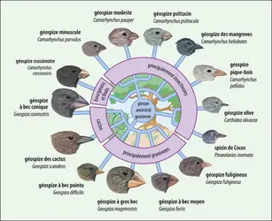 Une représentation des pinsons de Darwin - crédits : Encyclopædia Universalis France