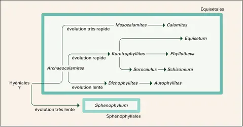 Tableau évolutif des sphénophytes - crédits : Encyclopædia Universalis France