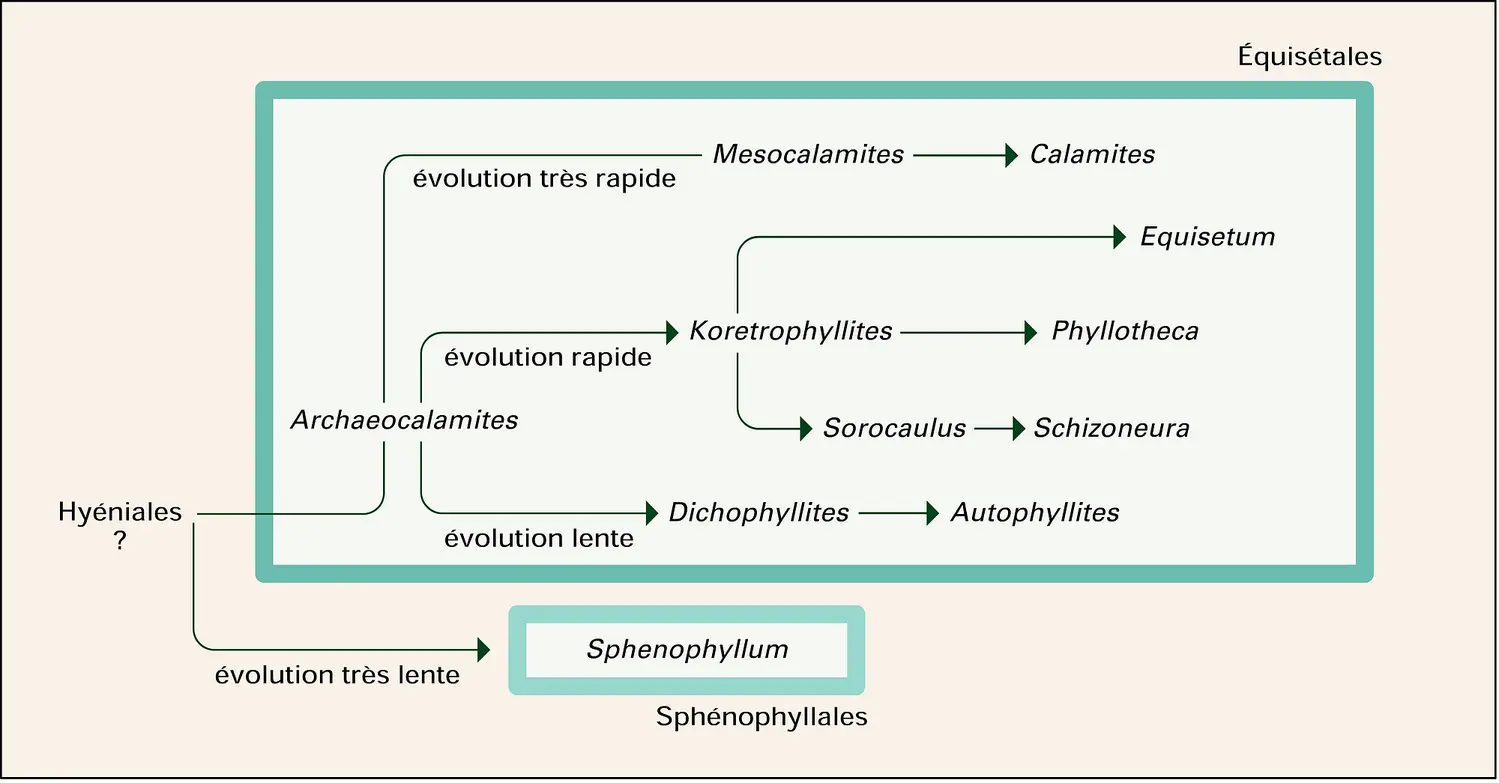 Tableau évolutif des sphénophytes