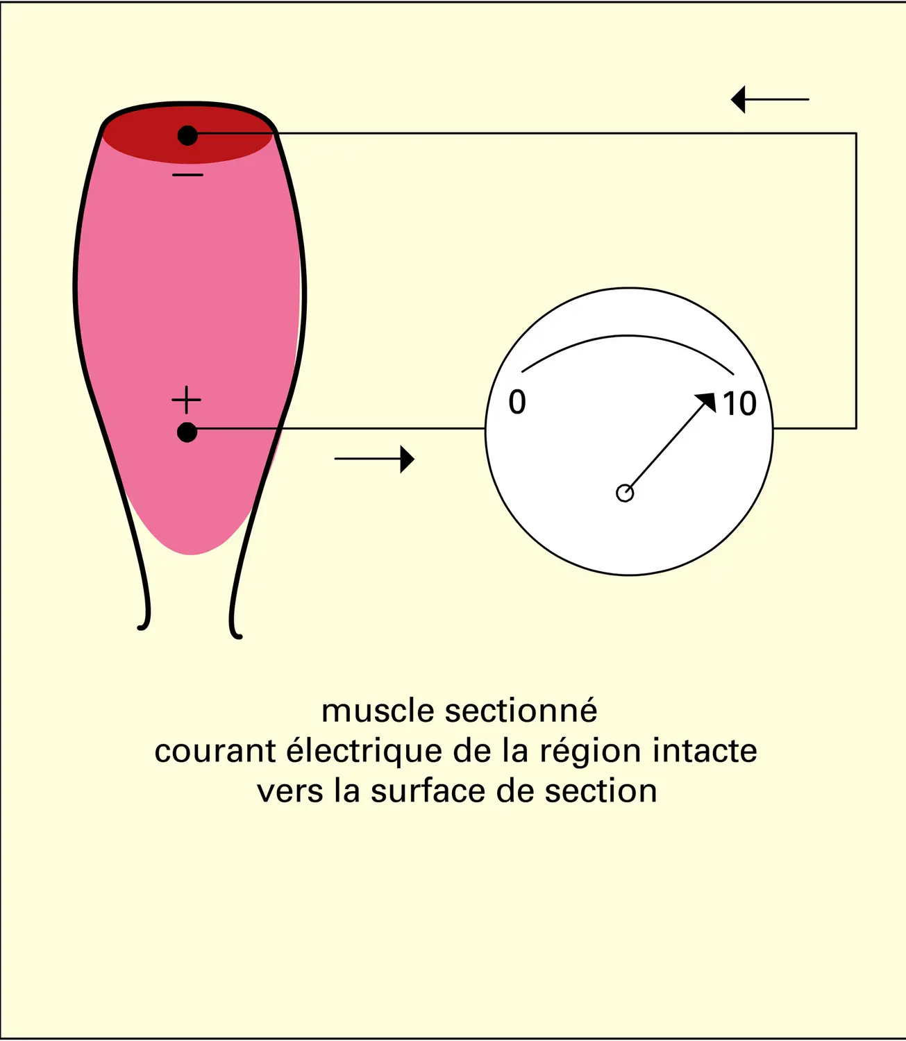 Potentiel de repos - vue 2