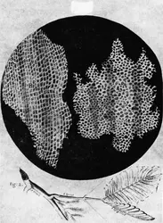 Cellules végétales (illustration de 1665) - crédits : Bettmann/ Getty Images