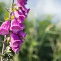 Fleurs de digitale (<em>Digitalis purpurea</em>) - crédits : Spumador/ Shutterstock