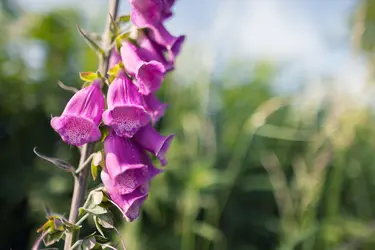 Fleurs de digitale (<em>Digitalis purpurea</em>) - crédits : Spumador/ Shutterstock