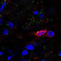 Kisspeptine et somatostatine dans l’hypothalamus - crédits : Laurence Dufourny/ INRA/ CNRS