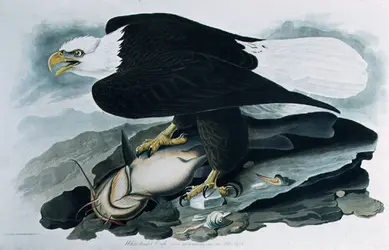 <it>Birds of America</it> (<it>Les Oiseaux d'Amérique</it>), J. J. Audubon - crédits :  Bridgeman Images 