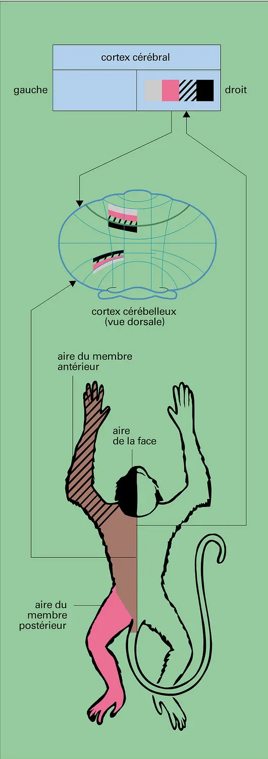 Afférences sur le cortex