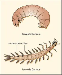 Adaptations larvaires à la vie aquatique - crédits : Encyclopædia Universalis France