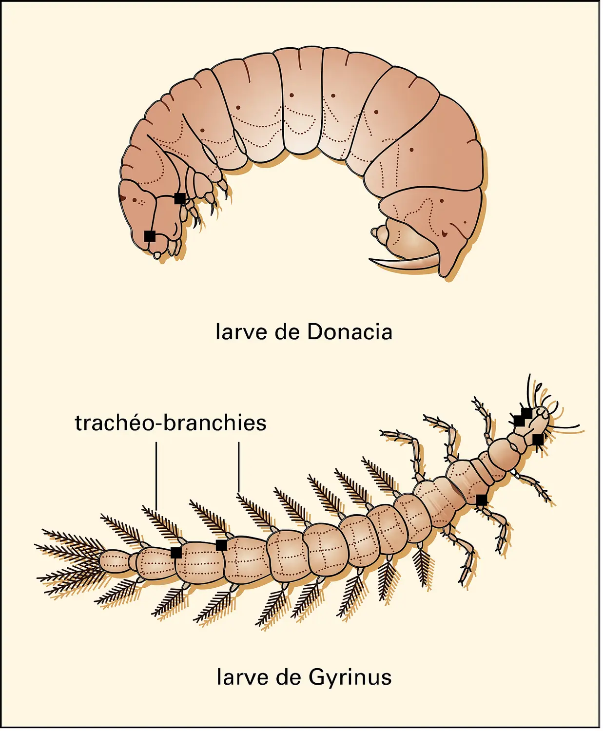 Adaptations larvaires à la vie aquatique