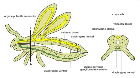 Circulation de l'hémolymphe - crédits : Encyclopædia Universalis France