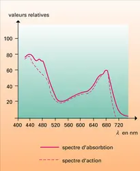 Algue verte : spectres d'absorption et d'action - crédits : Encyclopædia Universalis France