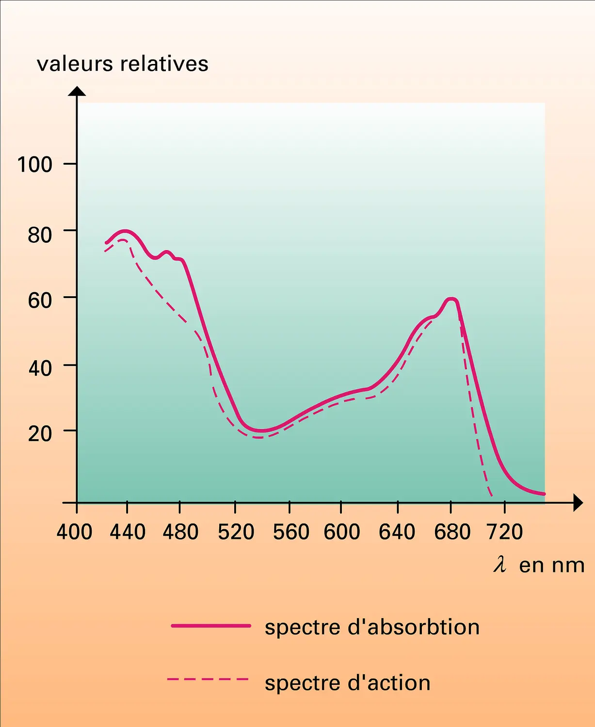 Algue verte : spectres d'absorption et d'action