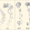 Développement d'un organisme végétal complexe - crédits : Encyclopædia Universalis France