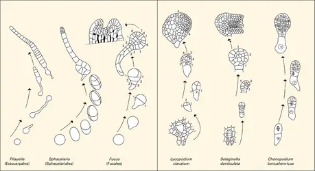 Développement d'un organisme végétal complexe - crédits : Encyclopædia Universalis France