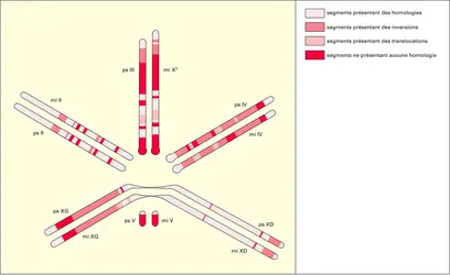 Homologies chromosomiques chez deux espèces de drosophiles - crédits : Encyclopædia Universalis France
