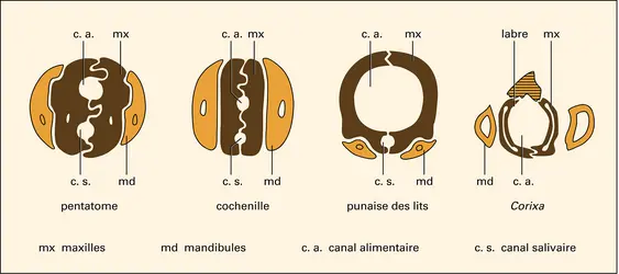 Hétéroptères : rostres - crédits : Encyclopædia Universalis France