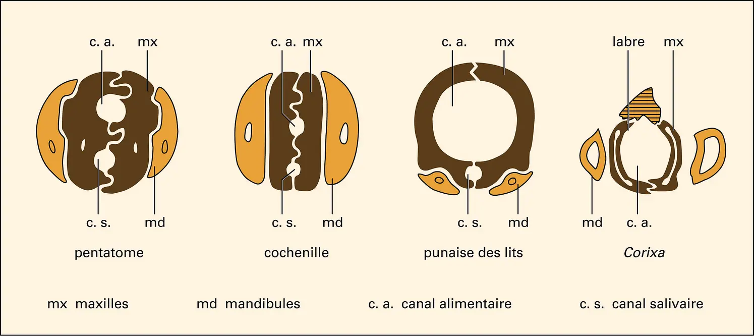 Hétéroptères : rostres