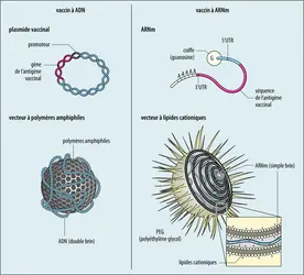 Vaccins à ADN et à ARNm - crédits : Encyclopædia Universalis France