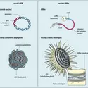 Vaccins à ADN et à ARNm - crédits : Encyclopædia Universalis France