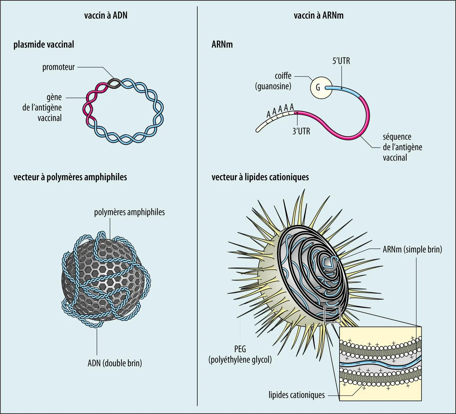 Vaccins à ADN et à ARNm