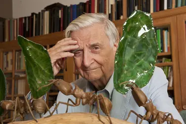 Edward O. Wilson - crédits : Rick Friedman/ Corbis/ Getty Images