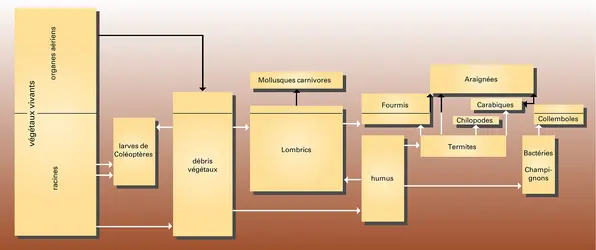 Relations trophiques au niveau du sol - crédits : Encyclopædia Universalis France