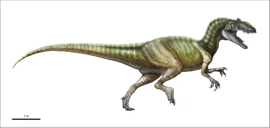 Allosaurus - crédits : Encyclopædia Universalis France