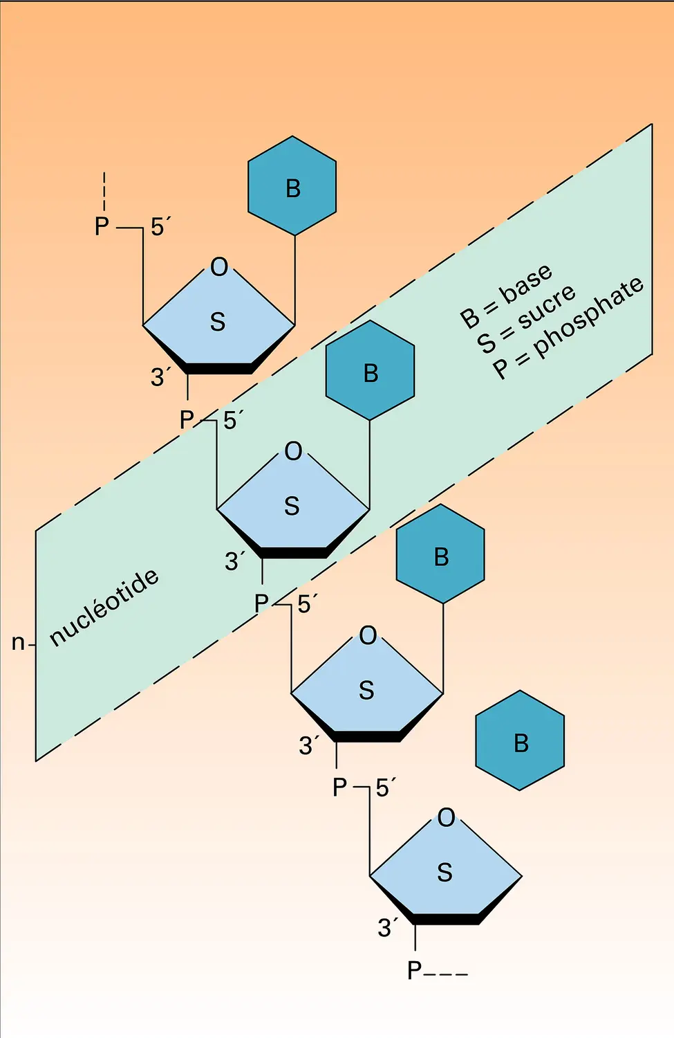 Polynucléotide