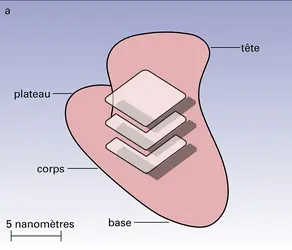 Escherichia coli - crédits : Encyclopædia Universalis France