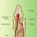 Balanoglossus - crédits : Encyclopædia Universalis France