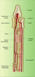 Balanoglossus - crédits : Encyclopædia Universalis France