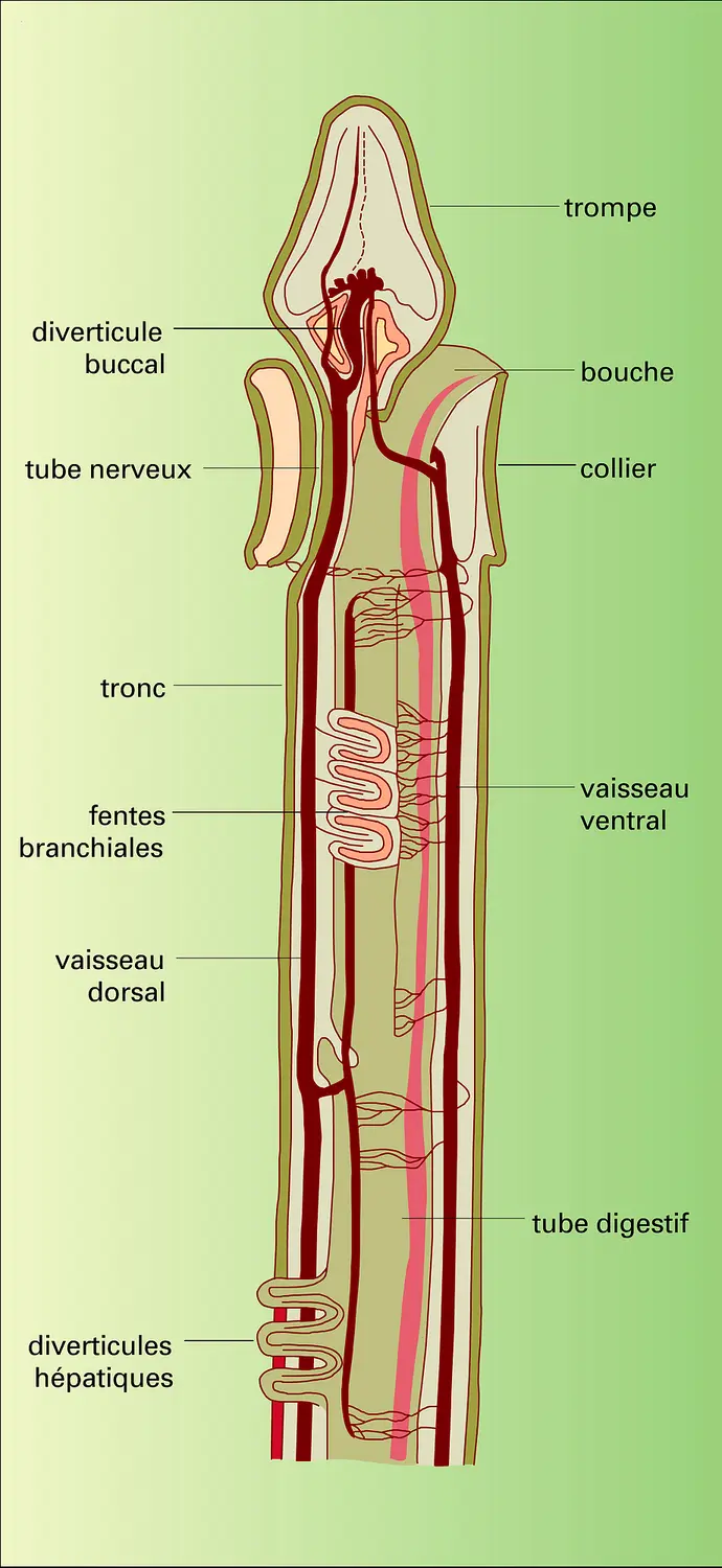 Balanoglossus