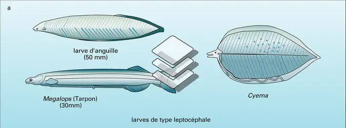 Téléostéens : larves diverses - crédits : Encyclopædia Universalis France