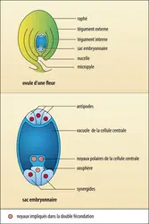 Angiospermes : ovule et sac embryonnaire - crédits : Encyclopædia Universalis France