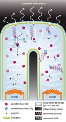 Schéma de principe du fonctionnement de la lampe fluocompacte - crédits : Encyclopædia Universalis France