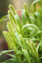 Une céréale : le millet
 - crédits : M. Mosolova/ Pixtal/ Age Fotostock