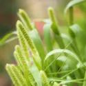 Une céréale : le millet
 - crédits : M. Mosolova/ Pixtal/ Age Fotostock