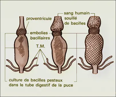 Transmission de la peste