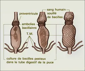 Transmission de la peste - crédits : Encyclopædia Universalis France