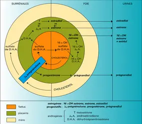 Unité fœto-placentaire - crédits : Encyclopædia Universalis France