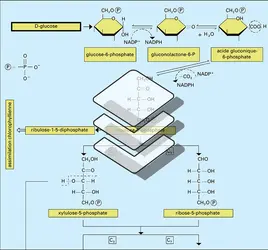 Pentoses - crédits : Encyclopædia Universalis France