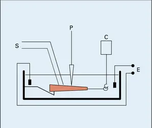 Activité électrique et mécanique d'un fragment de tissu - crédits : Encyclopædia Universalis France