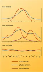 Abondance du plancton - crédits : Encyclopædia Universalis France