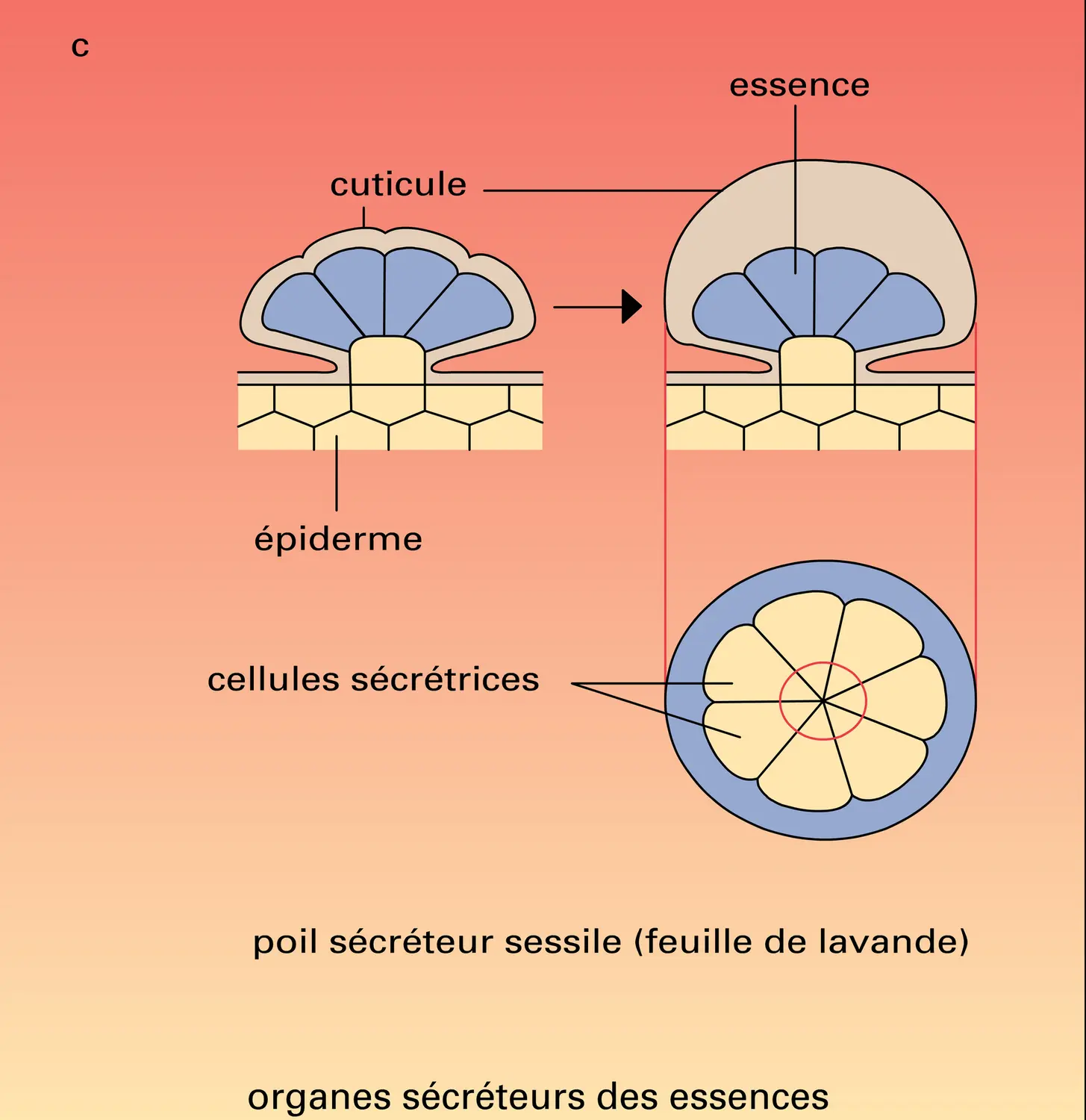 Rose, pélargonium, lavande, orange : appareils sécréteurs - vue 3