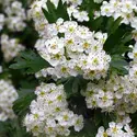 Aubépine (rameaux fleuris) - crédits : lonspera/ Fotosearch LBRF/ Age Fotostock