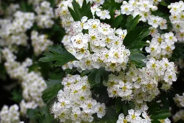 Aubépine (rameaux fleuris) - crédits : lonspera/ Fotosearch LBRF/ Age Fotostock