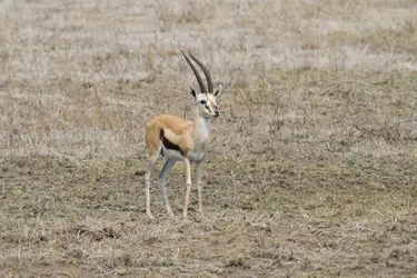 Gazelle de Thomson - crédits : Stig Nygaard/ flickr ; CC-BY