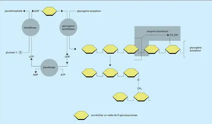 Glycogène - crédits : Encyclopædia Universalis France