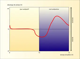 Rythme circadien et réponse de phase - crédits : Encyclopædia Universalis France