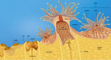 Coupe d'un corail - crédits : Encyclopædia Universalis France