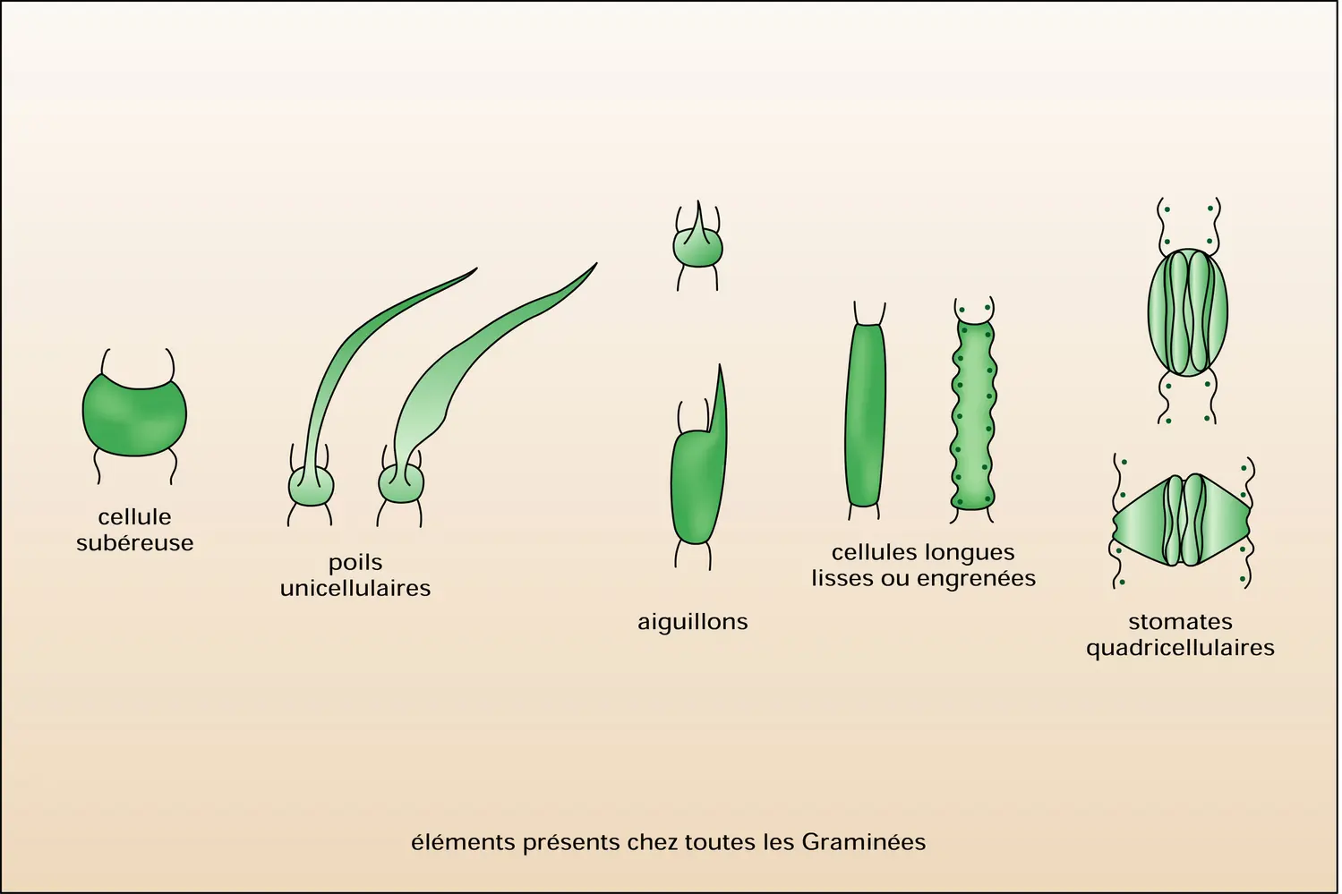 Éléments épidermiques - vue 2